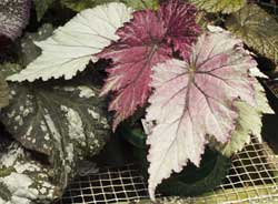 B. ‘Scimitar’